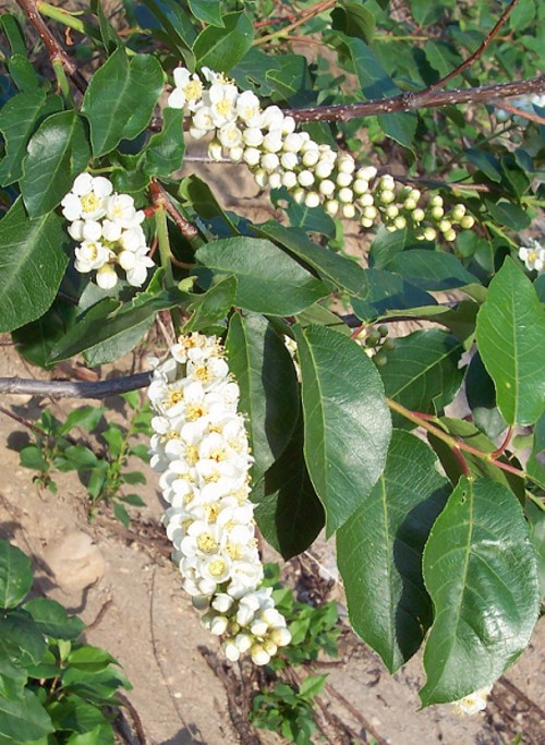 Choke Cherry